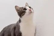 Penjelasan Ilmiah Kucing Bisa Kembali ke Rumah Setelah Hilang Bertahun-tahun