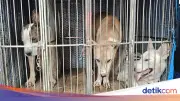 Petaka Bocah Jasinga: Anjing Pemburu Mati, Pemilik Jadi Tersangka