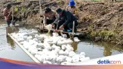 Polda Metro Tebar Ribuan Benih Bandeng dan Udang di Bekasi untuk Ketahanan Pangan