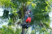 Risiko Keselamatan Petik Kelapa: Tantangan Produktivitas Perkebunan Indonesia