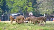 Rusa Taman Sriwedari Solo Cari Makan di Tempat Sampah, Pemkot Bergerak