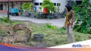 Viral Rusa di Taman Sriwedari Solo Mengais Sampah, Pemkot Turun Tangan