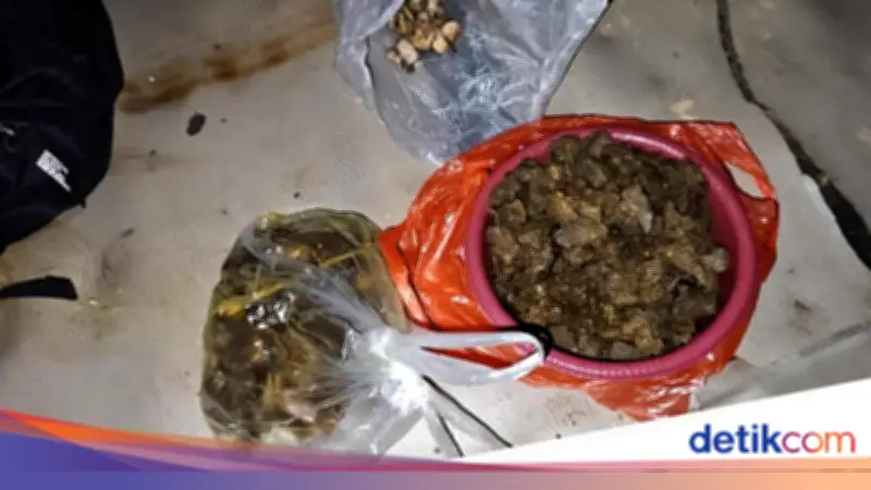 Daging Tapir Viral di Lampung Dimasak Rica-Rica oleh Empat Tersangka