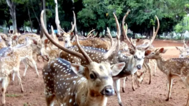 Dua Rusa TMP Kalibata Kabur, Satu Viral di Jalan Raya, Kini Diamankan
