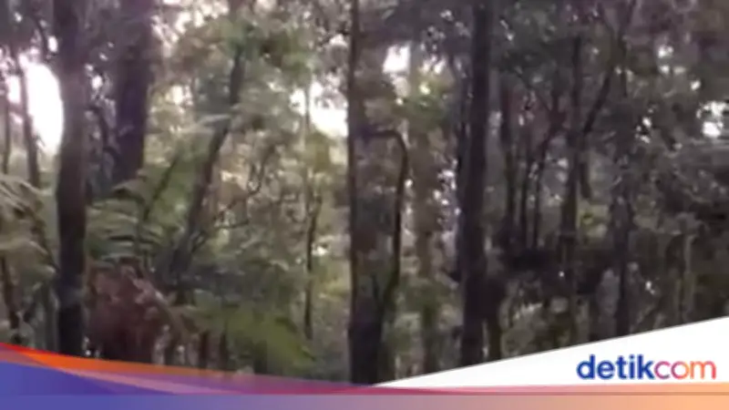 Evakuasi Dramatis Pendaki 145 Kg Keram di Gunung Gede Pangrango