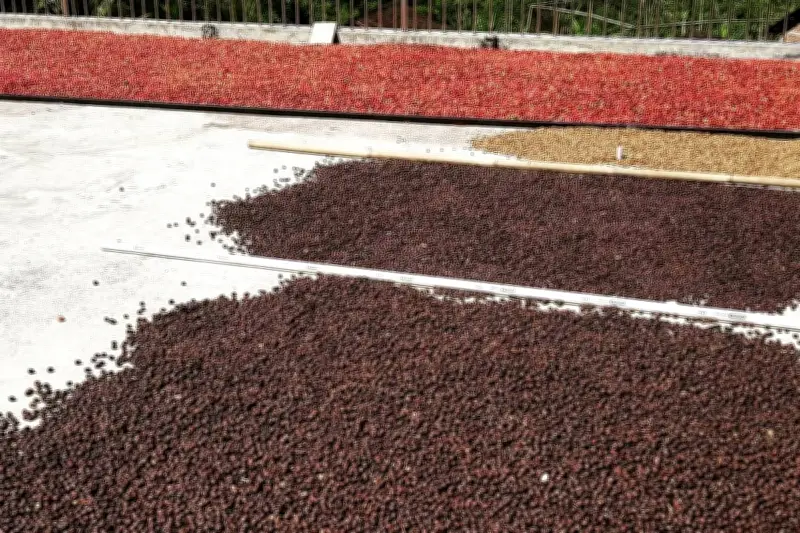 Harga Kopi Arabika Temanggung Naik Jadi Rp 22.000 per Kg Akibat Cuaca Ekstrem