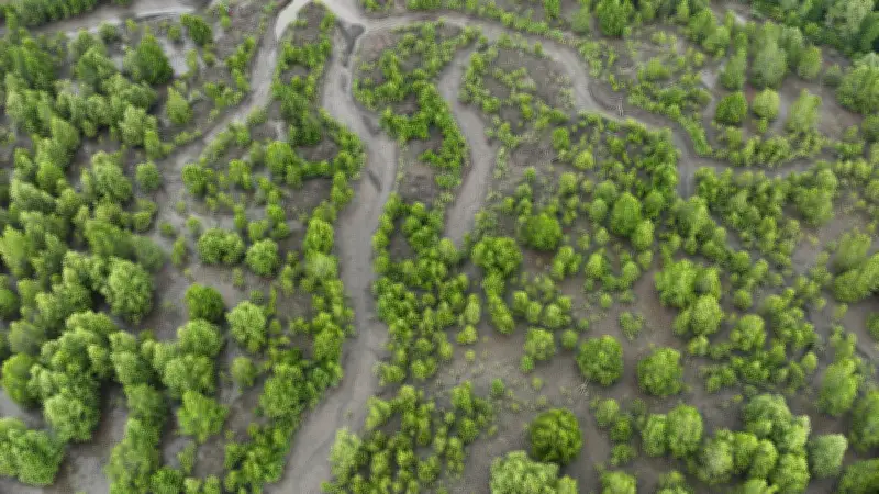 Indonesia Perkuat Rehabilitasi Mangrove Berbasis Ekologi dengan Metode EMR