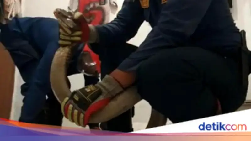King Kobra 3 Meter Masuk Rumah Warga Bogor, Dievakuasi Damkar