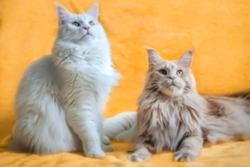 Kucing Ras Jumbo: Panduan Lengkap, Jenis, dan Tips Perawatan