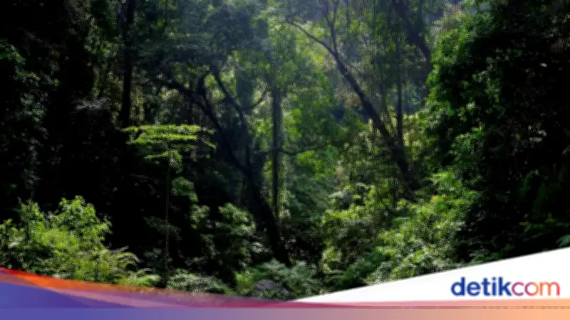 Ngatiman Hilang 2 Hari di Hutan Lindung Megamendung, Ditemukan Berkat Jejak Kaki