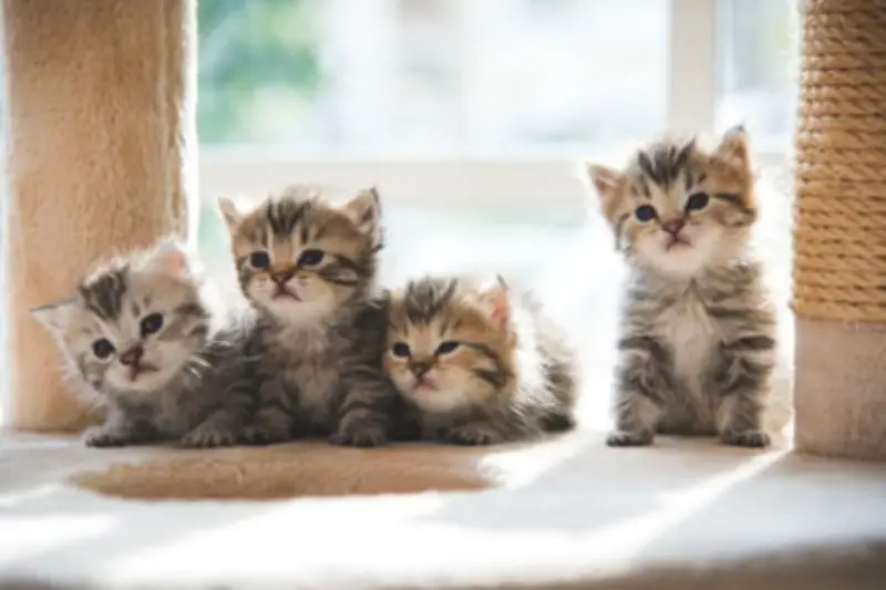 Panduan Aman Memegang Anak Kucing Baru Lahir Tanpa Stres