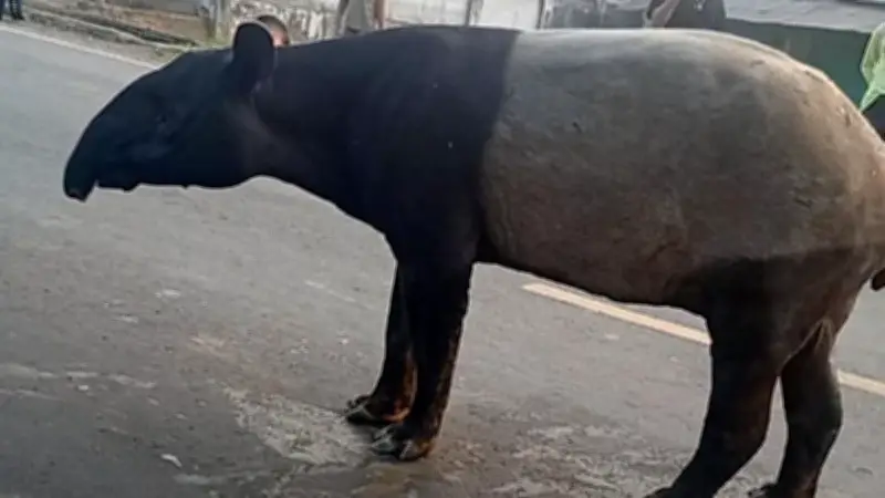 Tapir Nyasar di Mesuji Lampung Disembelih Warga, 4 Orang Ditangkap