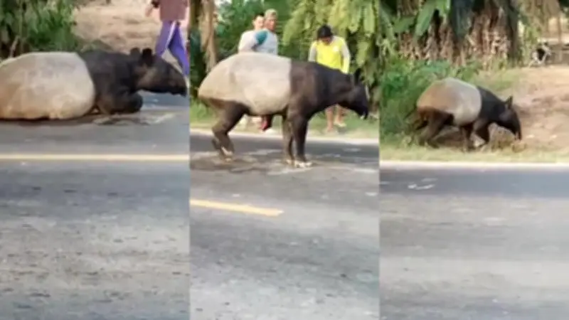 Tapir Terancam Punah: Populasi Kurang dari 2.500, Ini Alasan Harus Dilindungi