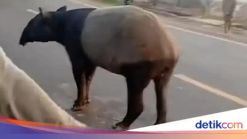 Viral Tapir Keliaran di Jalinsum Lampung, BKSDA Turun Tangan