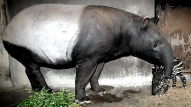 Viral Video Tapir Berkeliaran di Jalan Lintas Mesuji Lampung, BKSDA Lakukan Penelusuran