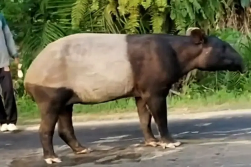 WWF: Edukasi Satwa Liar di Sekolah Penting Cegah Pembantaian Tapir
