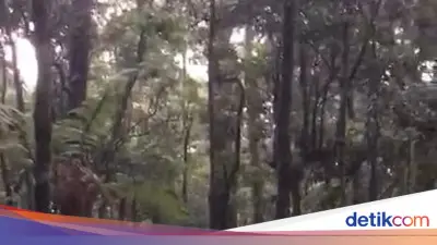Evakuasi Dramatis Pendaki 145 Kg Keram di Gunung Gede Pangrango