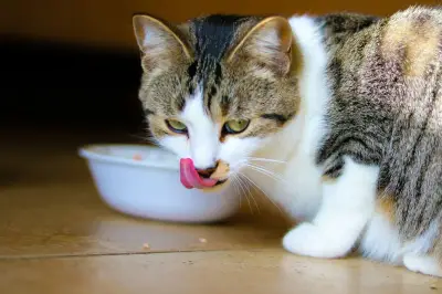 Mangkuk Plastik vs Stainless Steel: Mana yang Lebih Aman untuk Kucing?