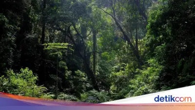 Ngatiman Hilang 2 Hari di Hutan Lindung Megamendung, Ditemukan Berkat Jejak Kaki