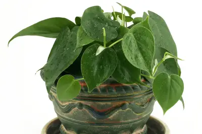 Penyebab Daun Philodendron Menguning dan Cara Mengatasinya