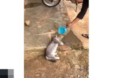 Viral Video Pertolongan Pertama Kucing Disiram Air, Begini Faktanya