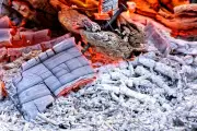 Amankah Abu Kayu untuk Tanaman? Ini Manfaat dan Risikonya