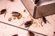 Cara Efektif Basmi Kecoak di Lemari Dapur Sebelum Menjadi Koloni