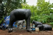 Gajah Robot di Kuil India: Solusi atau Pengkhianatan Tradisi?