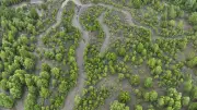 Indonesia Perkuat Rehabilitasi Mangrove Berbasis Ekologi dengan Metode EMR