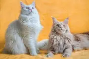 Kucing Ras Jumbo: Panduan Lengkap, Jenis, dan Tips Perawatan