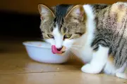 Mangkuk Plastik vs Stainless Steel: Mana yang Lebih Aman untuk Kucing?