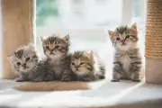 Panduan Aman Memegang Anak Kucing Baru Lahir Tanpa Stres