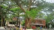 Samarinda Lampaui Target RTH Berkat Kontribusi Sektor Swasta