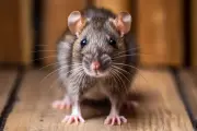 Tikus di Rumah: Ancaman Penyakit dari Urine dan Cara Membasminya