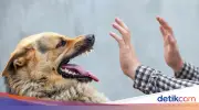 Viral Nenek Dikejar 3 Anjing di Jaktim hingga Luka Digigit