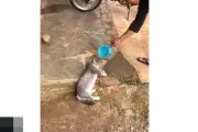 Viral Video Pertolongan Pertama Kucing Disiram Air, Begini Faktanya