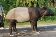 WWF: Edukasi Satwa Liar di Sekolah Penting Cegah Pembantaian Tapir